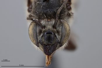 Media type: image;   Entomology 789801 Aspect: head frontal view